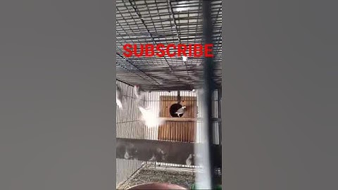 White java gray Jave #shorts #youtubeshorts #java #bird