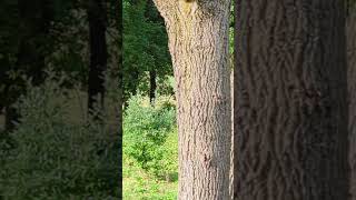 Greg hides in the woods to surprise the Teddys guys