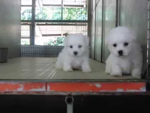 摩天使 Youtube 摩天使 Youtube