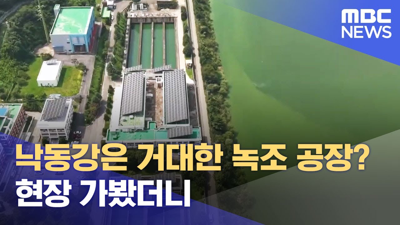 낙동강은 녹조 독소 범벅 (2025.08.22/뉴스데스크/MBC경남)