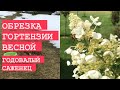 ОБРЕЗКА МЕТЕЛЬЧАТЫХ ГОРТЕНЗИЙ ВЕСНОЙ 🌱 ЛАЙМЛАЙТ годовалый саженец