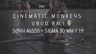 Cinematic Monkeys Ubud Monkey Forest In Bali Shot On Sony A6500 Sigma 30 Mm F 1.4