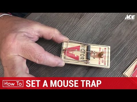 Mouse Traps: How to Choose the Best Mouse Trap