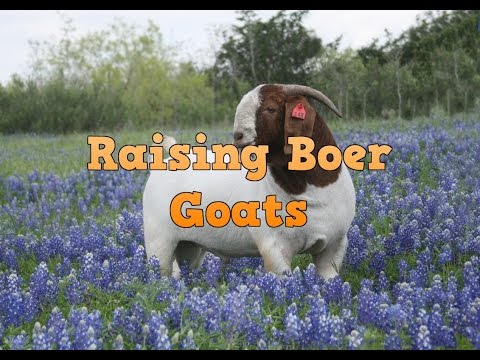 How To Raise Boer Goats For Profit