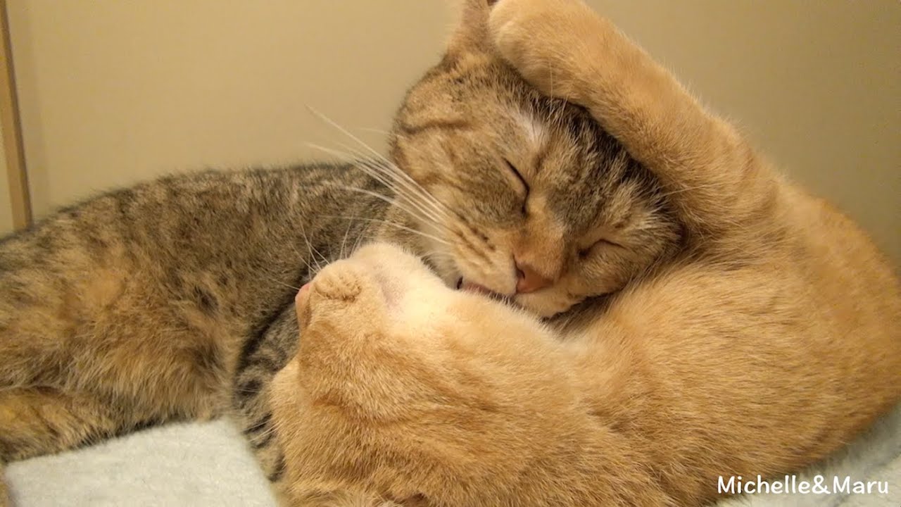 cute cats for sale 妹ミシェルに甘える姉のまる♪頑張って毛繕いしたのに蹴られちゃった猫 Maru and Michelle, grooming each other.