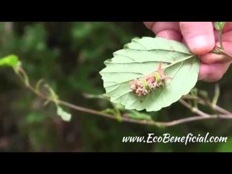 Vídeo: Informació de Southern Arrowwood: consells per cultivar viburnums de Southern Arrowwood