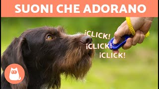 SUONI che AMANO I CANI  Come reagisce il tuo CANE a questi SUONI?