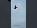Aseel parrot talkingparrot murge bird aseelfight aseelkiladai aseelfighters aseellovers