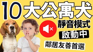 【公寓友善犬安靜不擾鄰】 最後一隻高智商又不掉毛 ✅CC 中文/English