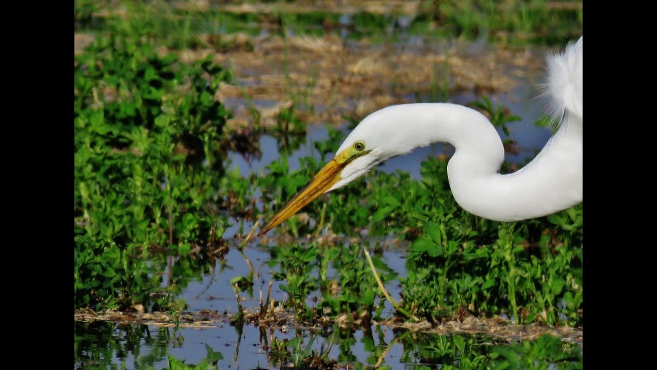 A Great Egret Foraging for Food