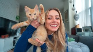 I Adopted a Kitten | My Favorite Cat Supplies Haul