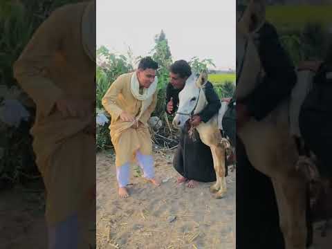 بحبك ياحمار