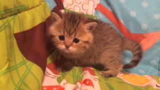 teacup exotic shorthair