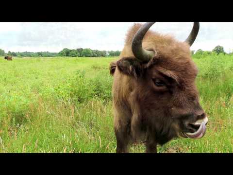 de Maashorst, en zijn grote grazers 2017