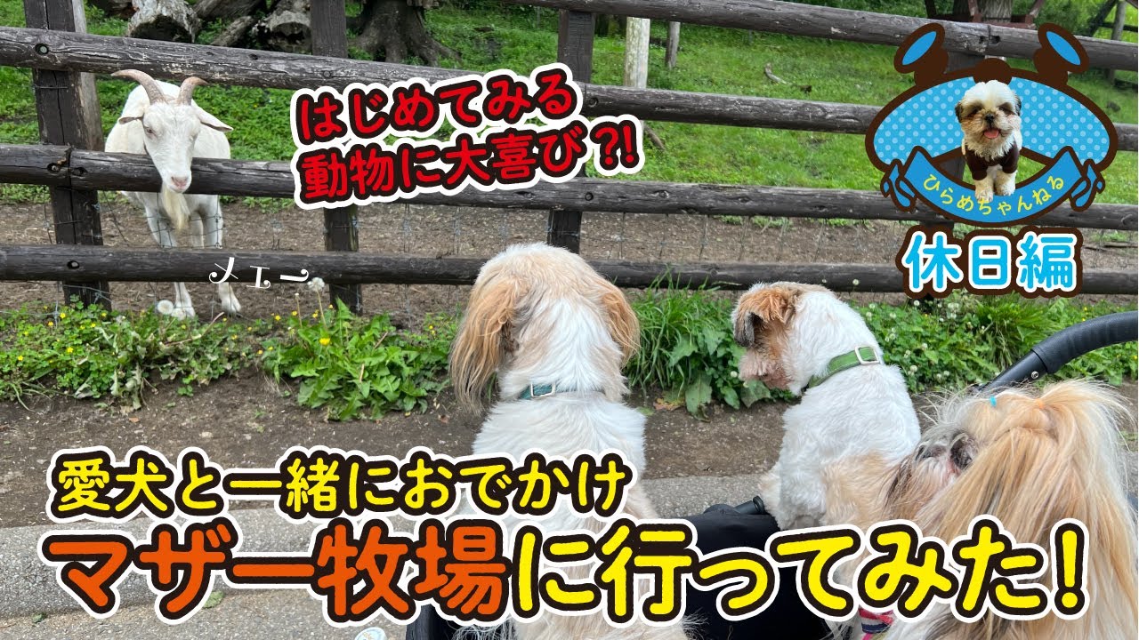 犬とおでかけ 犬連れで行く マザー牧場 Youtube