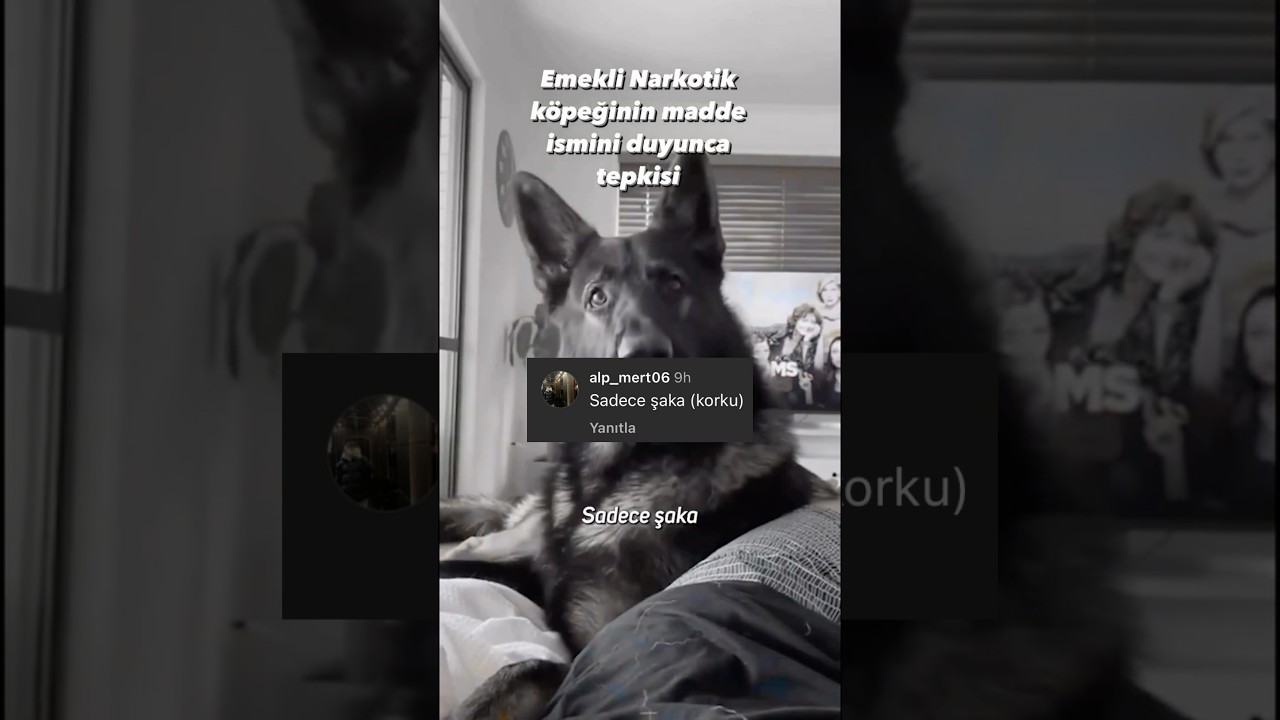 Garip kont 🦮🚔👮‍♂️