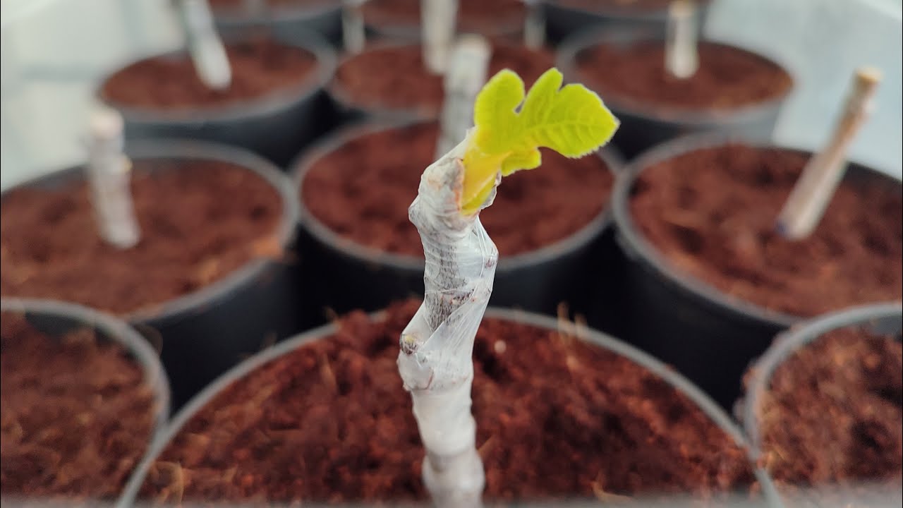 Размножение инжира черенками | Рис Резка Укоренение | Как размножить инжир черенками