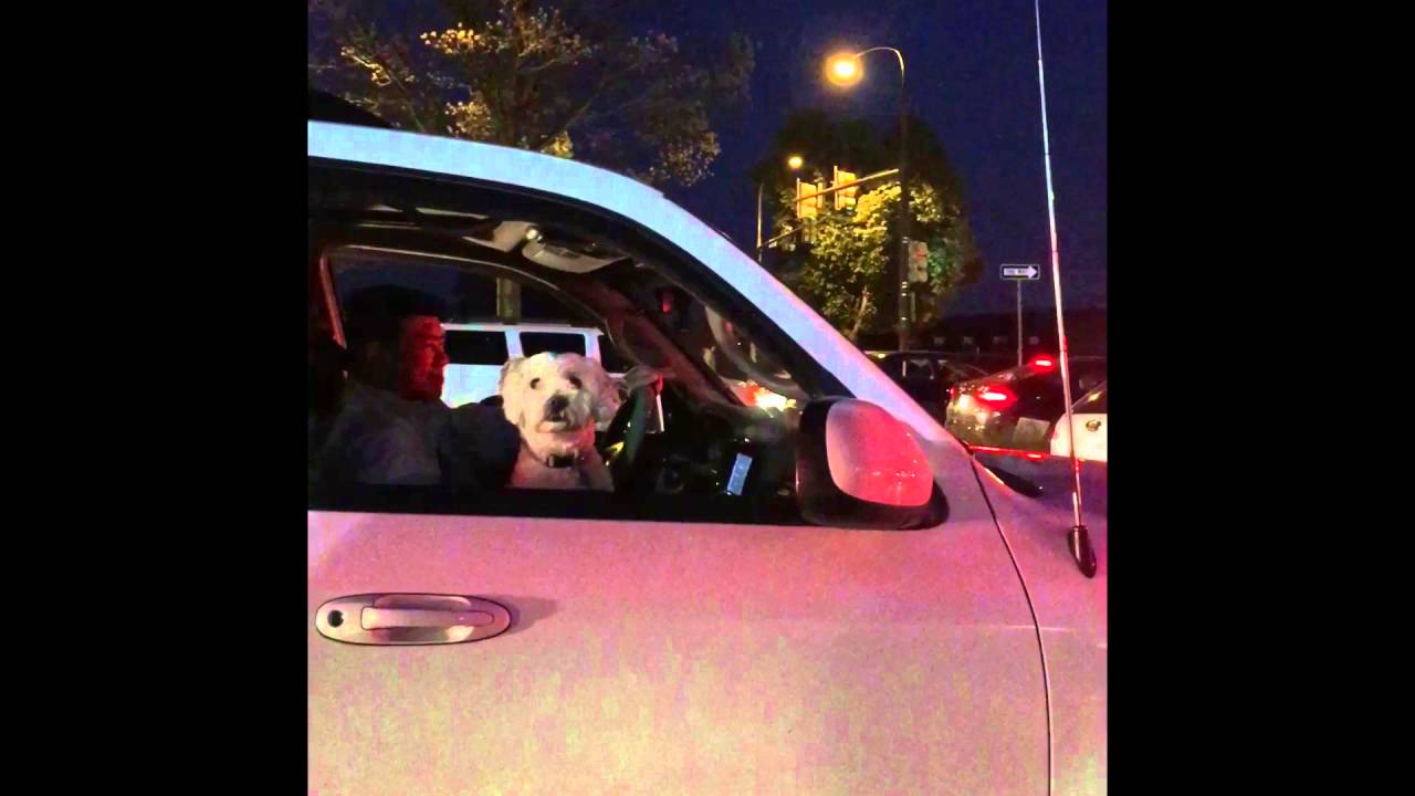pranks to do on your mom Law Breaking Dog