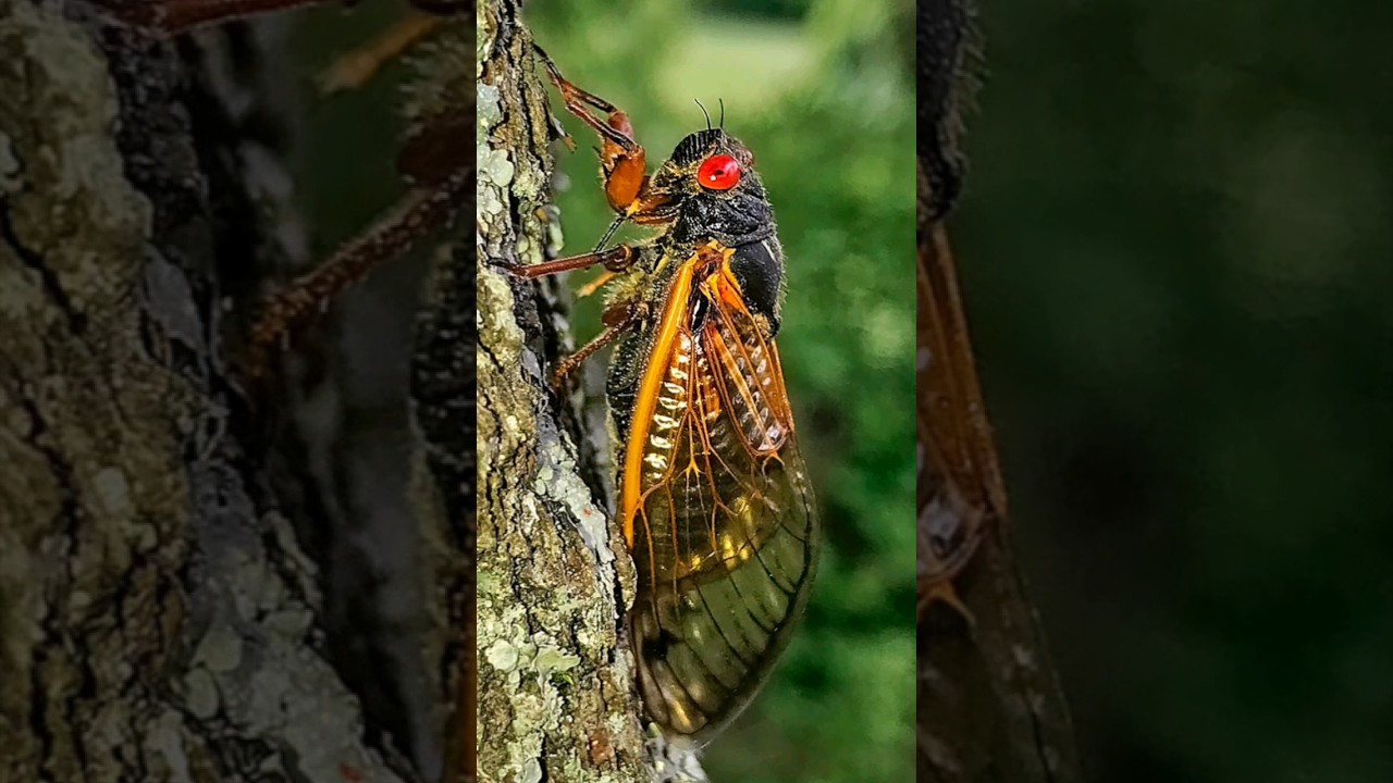 Cicada-geddon:Trillions emerge every 13 or 17 years,nature’s kings of the calendar. 