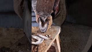 "Watch This Donkey's Hoof Transformation and Feel Your Stress Melt Away" 🤩🦶💆‍♂️