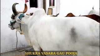 SHUKRA VASARA GAU POOJA AND PRATHIDINA VEDA GHOSHAM(SHUKLA YAJUR VEDAM) FROM  HOUSE SCVG VEDASHRAM