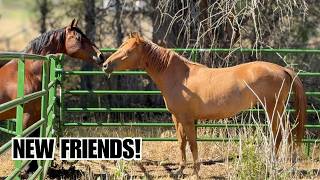 Mustang makes new friends! ~ She is not impressed
