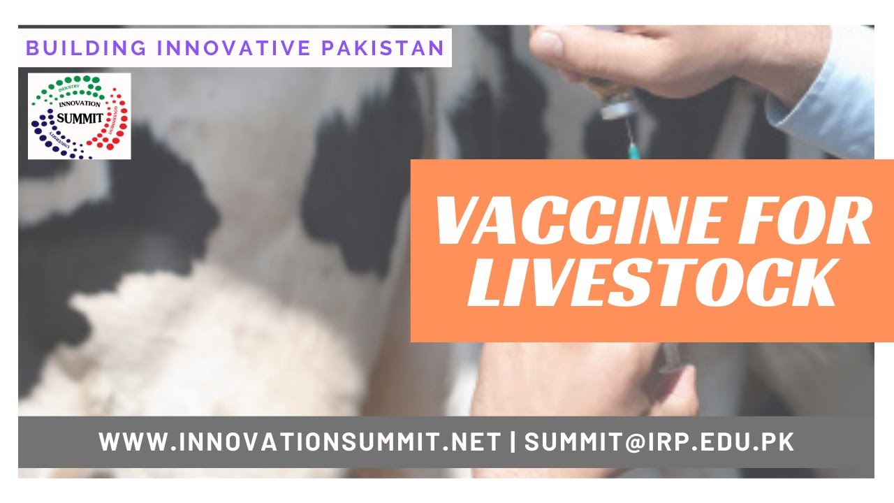 Vaccine for Livestock - YouTube