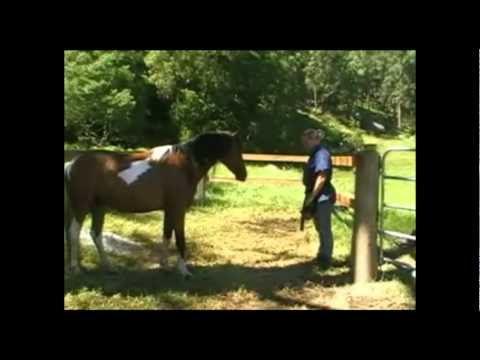 Constructional Approach Training for Horses