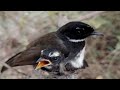 White-throated fantail Birds Bigger, more beautiful, small bird [ Review Bird Nest ]