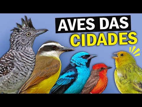 Vídeo: Que Pássaros Vivem Apenas Um Ano