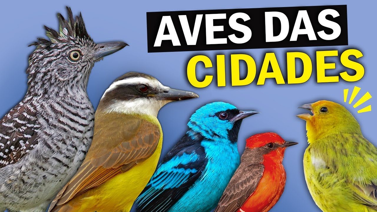 AVES URBANAS: Conheça os PÁSSAROS que VIVEM NAS CIDADES | Aves comuns nos parques e praças