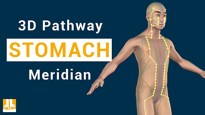 Stomach Meridian - 3D pathway from point to point - DayDayNews