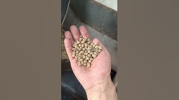 1T/H fish feed production line working in Africa#fishfarming #fishfeedmakingmachine