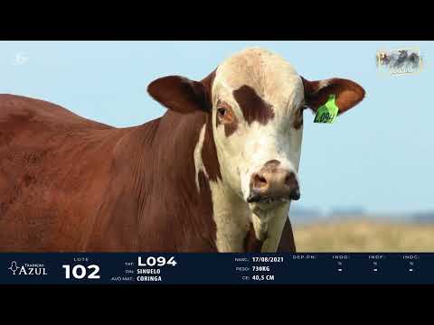 LOTE 102   TAT L094 M Braford