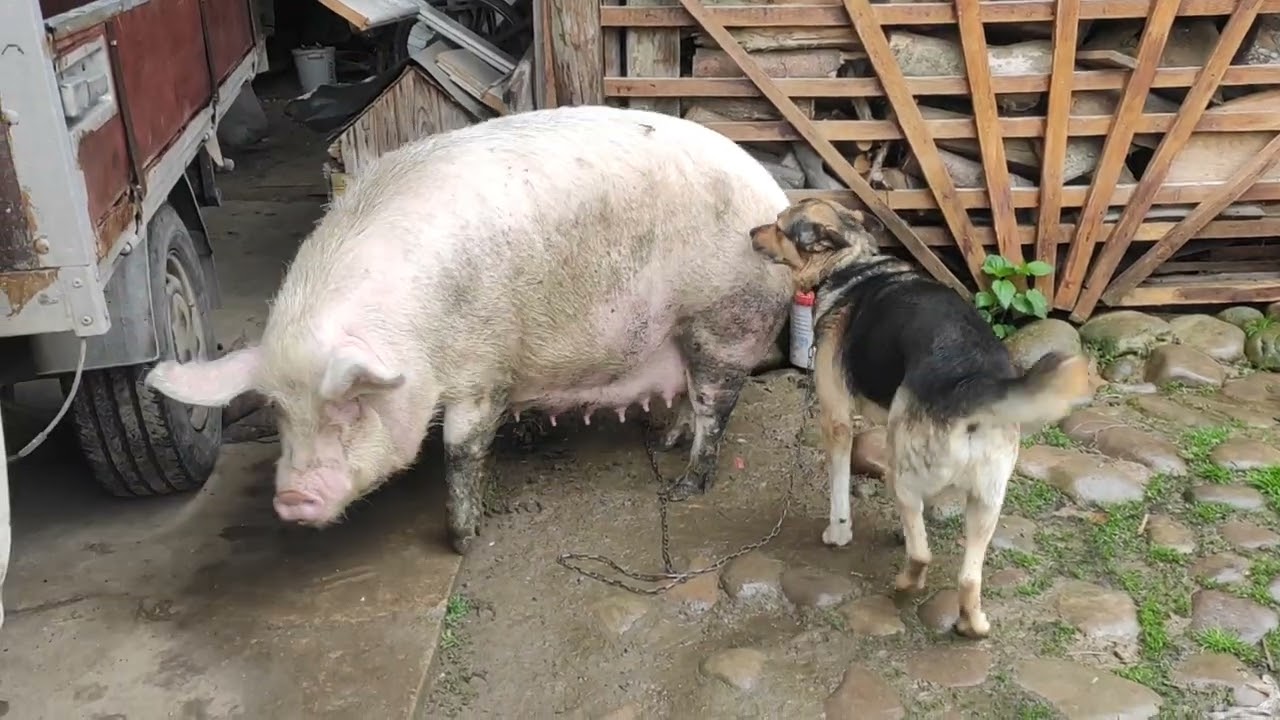 7 травня 2025 р. Наша друга свинка -скоро мамка