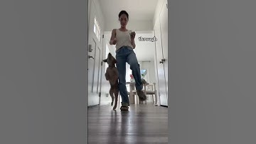 tricks I taught my 12 week old puppy #shorts