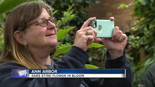 Thousands come to smell corpse flower blooming in Ann Arbor