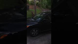 Bear Enters Car Despite Man's Shout and Alarm