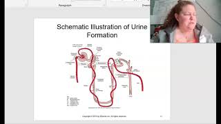 Baker Pathophysiology Chapter 18 Urinary System Disorders Mo