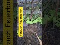 lohnt sich vorziehen von Feuerbohnen für den Garten?