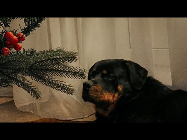 Содержание большой собаки в квартире ( Ротвейлер ),личный опыт и некоторые особенности .