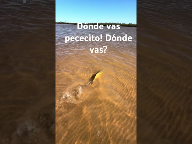 #pescadeportiva #pescaconmosca #fishing #pesca