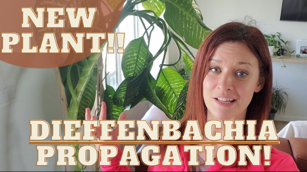 DIEFFENBACHIA PROPAGATION - Dumb Cane  - One Big Plant Becomes Two!