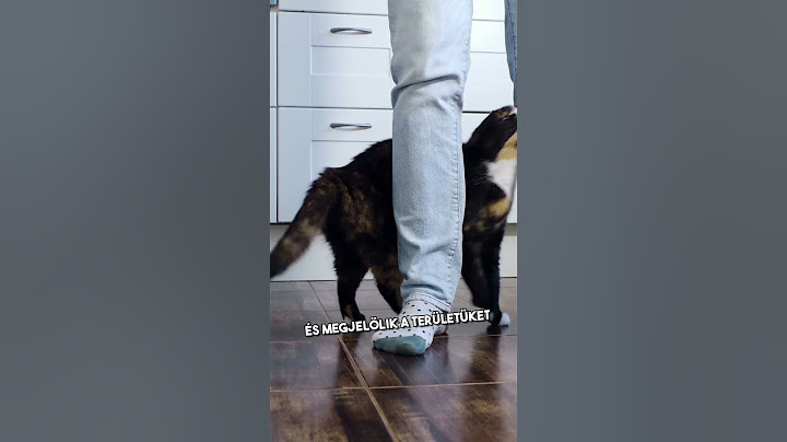 Így Jelöl Területet A Macskád #shorts