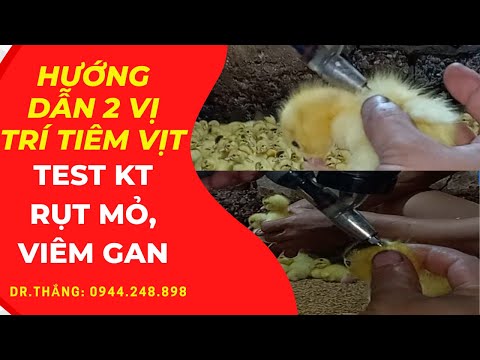 Hướng Dẫn Tiêm Vịt| Test Kháng Thể Rụt Mỏ + Viêm Gan Vịt