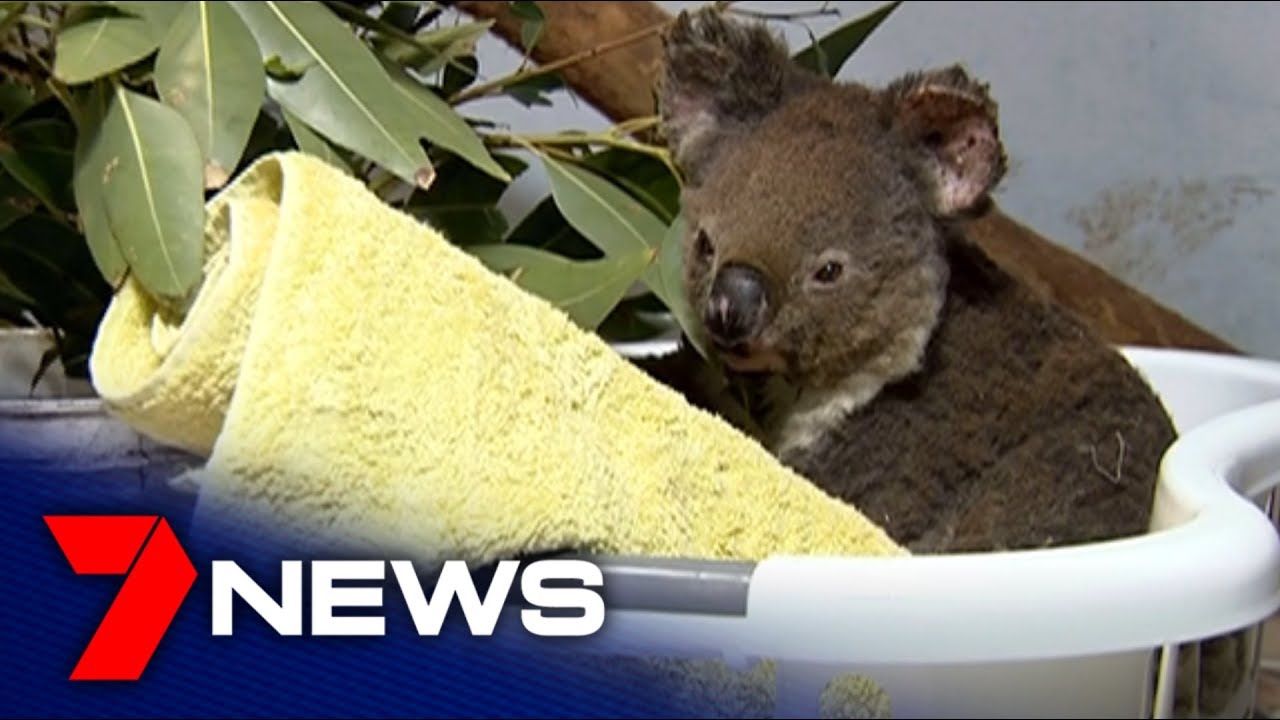 Port Macquarie Koala Hospital Caring For Koalas During The Nsw Bushfire Crisis 7news Youtube
