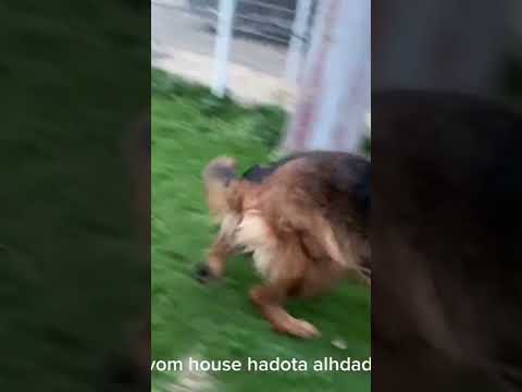 مين قالالجيرمو وجمالو وعشاقو ماشاء الله الاناث عندنا ليها شكل تاني خالص 