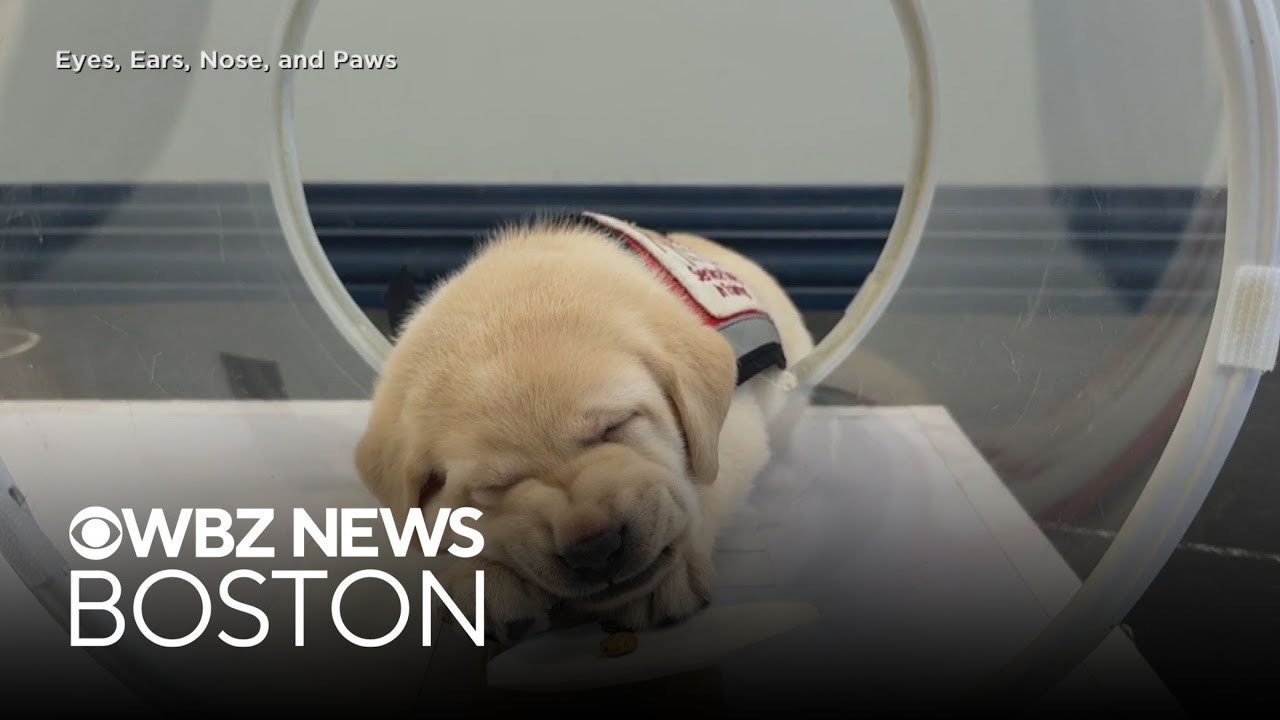 New study finds that dogs are smarter than originally thought