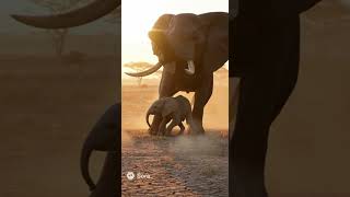 모성애 코끼리, 하이애나 #wildlife #animals #동물영상