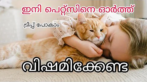 Video 11676091: persian catlover pets, persian cat pets, persian cat grooming